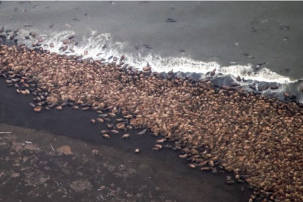 Migliaia di trichechi femmine, con i cuccioli, a Point Lay, Alaska, il 27 settembre 2014. Stanno tranquillamente pescando e riposando. Non è certo la prima volta che lo fanno… ma si preferisce far finta di non saperlo… e gridare al disastro ambientale!