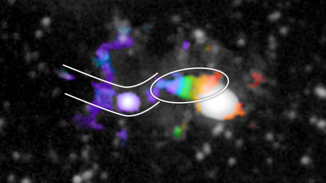 L’immagine è stata presa con il CWI (Cosmic Web Imager) attaccato al telescopio di Monte Palomar. Lo strumento è uno spettrografo che permette di valutare la velocità del gas primordiale per varie lunghezze d’onda. Si ottiene una mappa delle velocità che è stata “combinata” con un’immagine ottica. La proto galassia è indicata con l’ellisse, mentre il filamento che la rifornisce con le due curve parallele. La parte rossa del disco si allontana da noi e quella blu si avvicina. Il gas del filamento scorre a velocità costante e corrisponde molto bene alla parte blu del disco. Non vi sembra di sentire odore di … benzina? Ops… di idrogeno! Fonte: Chris Martin/PCWI/Caltech.