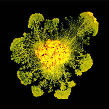 Il Physarum polycephalum può raggiungere dieci centimetri, ma è un organismo unicellulare. Se lo incontrate, non dimenticate di salutarlo. Se lo legherà al dito... Fonte: Audrey Dussutour (CNRS)