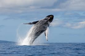 balena salto