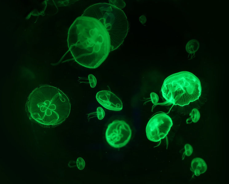 Proteine verdi fluorescenti sono responsabili della luminescenza di particolari meduse. Fonte: © Glebstock / Fotolia 