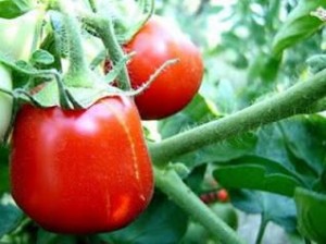 I primi esemplari di “tomaticus tanaricus” ottenuti nelle serre isopendolari a ribaltamento elettronico, in cui il DNA ricavato dai semi fossili è stato isolato e riportato in vita 