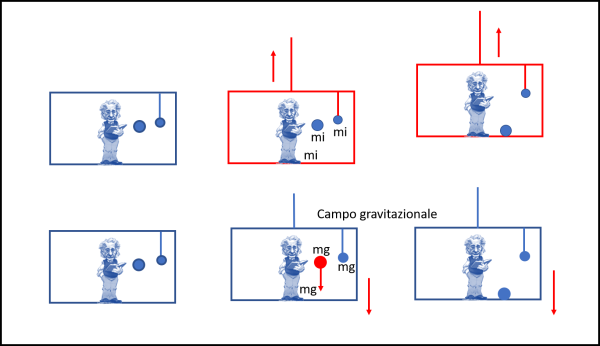 Figura 3. La Fig. illustra le due visioni. Disegniamo in rosso ciò che si muove realmente e in blu ciò che sta fermo e/o che vorrebbe star fermo. In alto ciò che osserva un osservatore esterno. La cassa è in quiete così come lo sono Einstein e le due palline. Improvvisamente la cassa viene tirata verso l’alto da una corda. Se viene tirata la cassa viene anche tirata la corda che tiene la pallina di destra. Einstein e le pallina di destra non si muovono ma sono trascinati dalla cassa (pavimento e corda della pallina), cercando di mantenere la loro posizione iniziale. La pallina vicina ad Einstein , rimanendo ferma, viene raggiunta dal pavimento e poi sarà trascinata verso l'alto dal pavimento così come lo è fin da subito Eintein. Le tre masse sono inerziali perché si oppongono al movimento e cercano di mantenere il loro stato di quiete. In basso, ciò che conclude chi è all'interno. La cassa è in quiete con i suoi occupanti. Improvvisamente, si instaura un campo gravitazionale diretto verso il basso. Einstein e le due palline cominciano a cadere, ma il pavimento (per Einstein) e la corda (per la pallina sospesa) li fermano. La pallina libera cade sul pavimento e viene fermata. Ovviamente, Einstein si accorge che vi è una corda esterna che blocca la cassa nel suo moto dovuto al campo gravitazionale. Le masse di Einstein e delle due palline sono masse gravitazionali, perché stanno obbedendo alla legge di gravitazione.