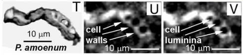 Fig. 4 Ricostruzione 3D (riquadro T) di uno dei microfossili e due sezioni tomografiche (riquadri U e V) che mostrano i vuoti e le pareti cellulari (estratto da Schopf, W. et al., 2018)2 