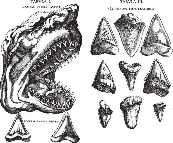 Fig. 2. Confronto tra i denti di squalo e le glossopetrae nelle tavole dell'opera di Stensen. 